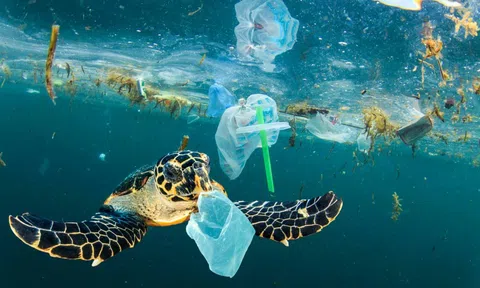 Giải quyết vấn đề ô nhiễm và rác thải nhựa đại dương